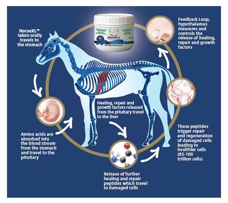 HORSE XL Fast Back Ropes